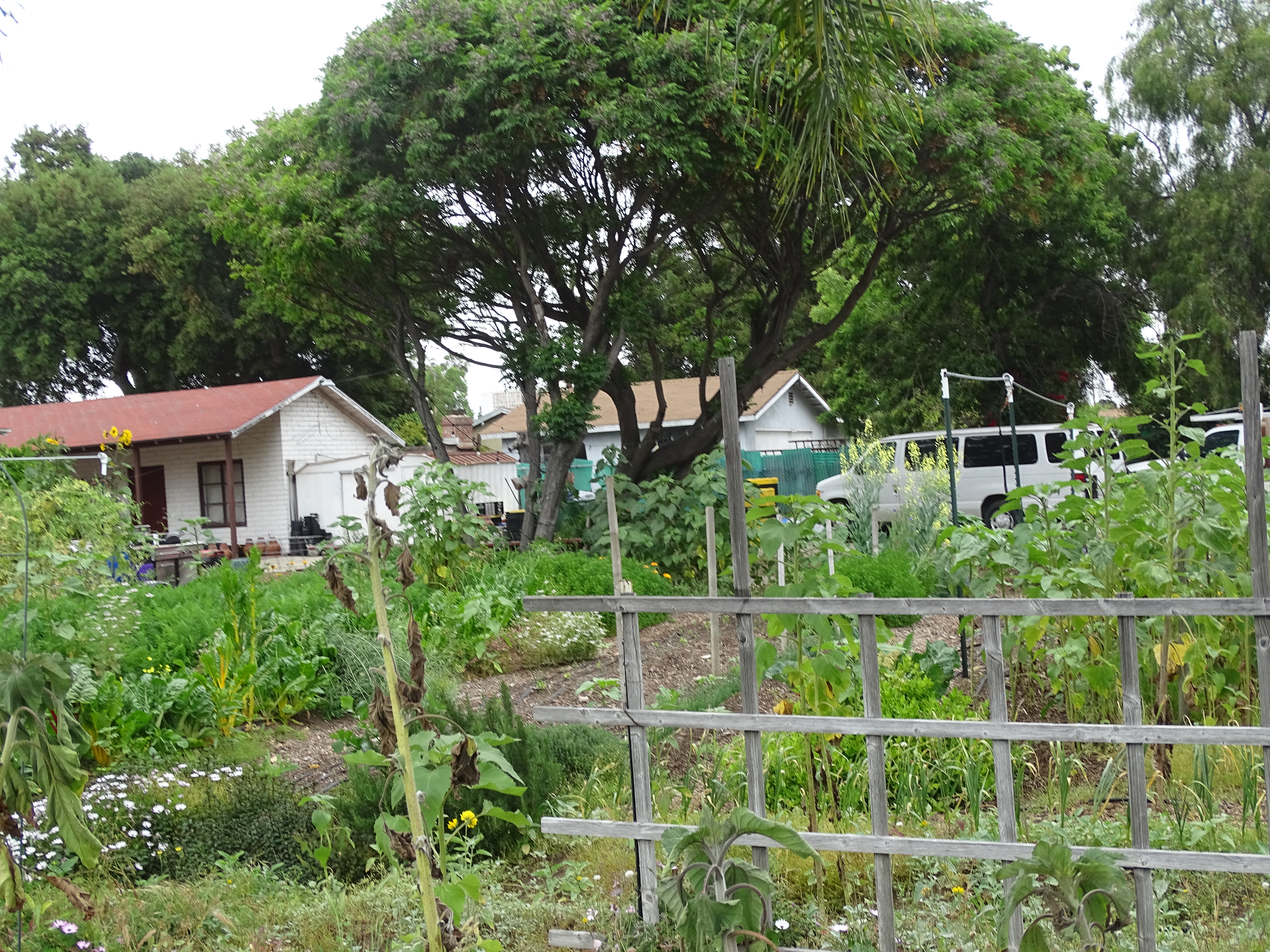 Community garden at ELE CORP in Pomona